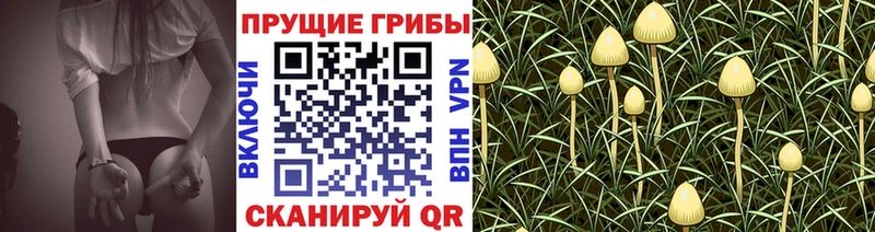 купить   KRAKEN ССЫЛКА  Псилоцибиновые грибы Cubensis  Губкин 